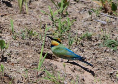 Rainbow Bee-Eater