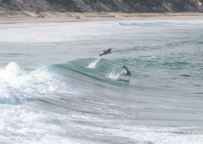 Dolphins On Lighthouse Beach